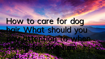 How to care for dog hair? What should you pay attention to when caring for dog hair?