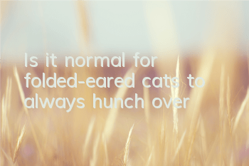 Is it normal for folded-eared cats to always hunch over?