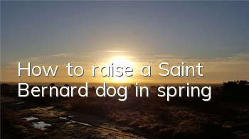 How to raise a Saint Bernard dog in spring