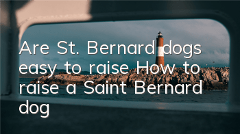 Are St. Bernard dogs easy to raise? How to raise a Saint Bernard dog