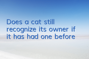 Does a cat still recognize its owner if it has had one before?
