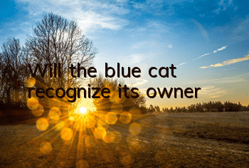 Will the blue cat recognize its owner?