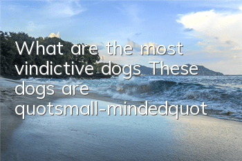 What are the most vindictive dogs? These dogs are "small-minded"