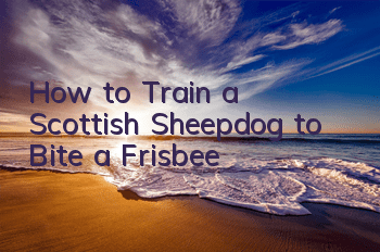 How to Train a Scottish Sheepdog to Bite a Frisbee