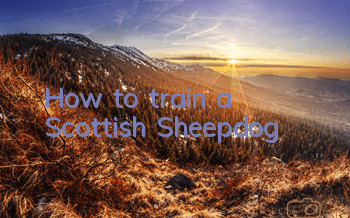 How to train a Scottish Sheepdog