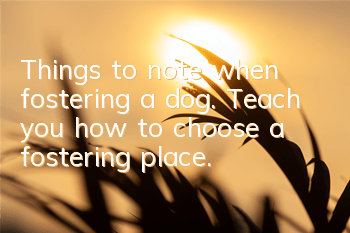 Things to note when fostering a dog. Teach you how to choose a fostering place.