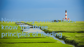 Novice dog owners must know the three principles of feeding