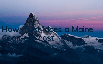 How much does a Maine Coon cat cost?