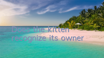 Does the kitten recognize its owner?