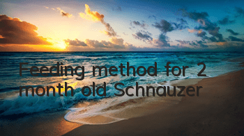 Feeding method for 2 month old Schnauzer