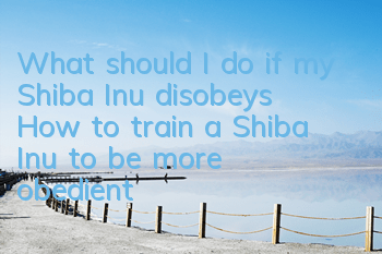 What should I do if my Shiba Inu disobeys? How to train a Shiba Inu to be more obedient