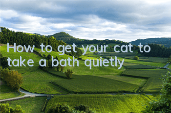 How to get your cat to take a bath quietly