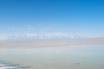 How to make dogs obedient training tips