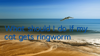 TWhat should I do if my cat gets ringworm?