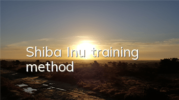 Shiba Inu training method