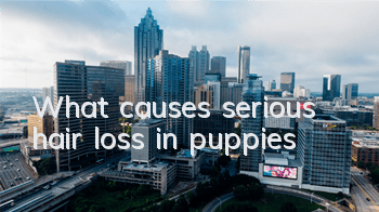 TWhat causes serious hair loss in puppies?