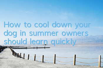 How to cool down your dog in summer, owners should learn quickly