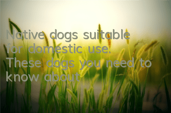 Native dogs suitable for domestic use. These dogs you need to know about