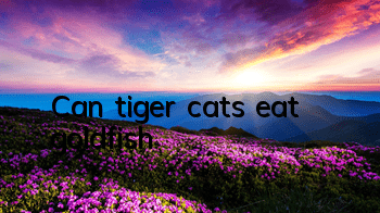 Can tiger cats eat goldfish?