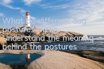 What do different dog postures mean? Understand the meaning behind the postures