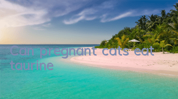 Can pregnant cats eat taurine?