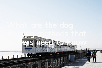 What are the dog training methods that owners need to know?