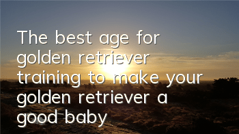 The best age for golden retriever training to make your golden retriever a good baby