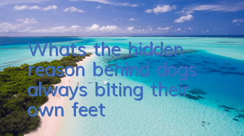 What’s the hidden reason behind dogs always biting their own feet?