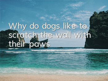 Why do dogs like to scratch the wall with their paws?