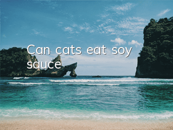 Can cats eat soy sauce?