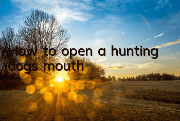 How to open a hunting dog's mouth