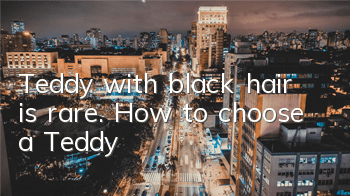 TTeddy with black hair is rare. How to choose a Teddy?