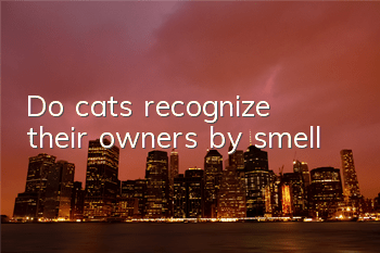 Do cats recognize their owners by smell?