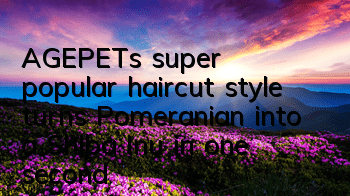 AGEPET's super popular haircut style turns Pomeranian into a Shiba Inu in one second
