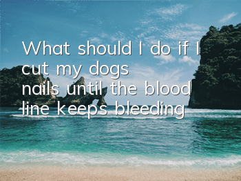 TWhat should I do if I cut my dog's nails until the blood line keeps bleeding?