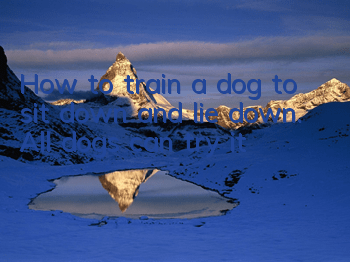 How to train a dog to sit down and lie down. All dogs can try it