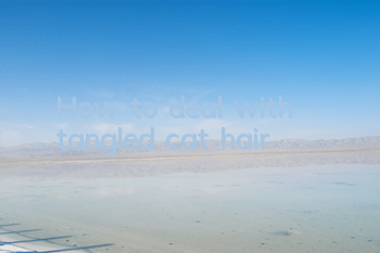 How to deal with tangled cat hair