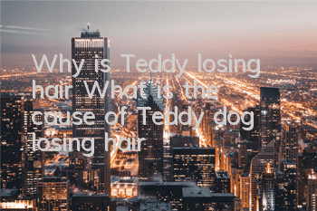 Why is Teddy losing hair? What is the cause of Teddy dog ​​losing hair?