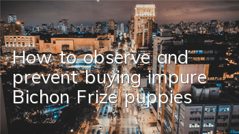 How to observe and prevent buying impure Bichon Frize puppies