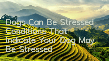Dogs Can Be Stressed Conditions That Indicate Your Dog May Be Stressed