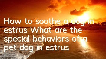 How to soothe a dog in estrus? What are the special behaviors of a pet dog in estrus?