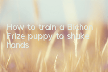 How to train a Bichon Frize puppy to shake hands