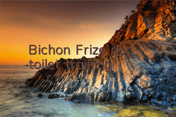 Bichon Frize dog toilet training