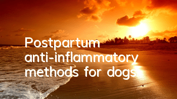 Postpartum anti-inflammatory methods for dogs