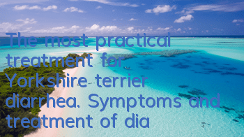 The most practical treatment for Yorkshire terrier diarrhea. Symptoms and treatment of diarrhea in dogs.