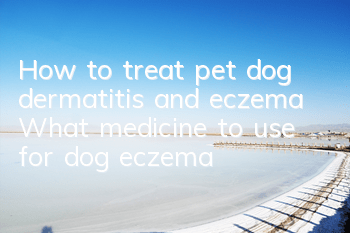 How to treat pet dog dermatitis and eczema What medicine to use for dog eczema