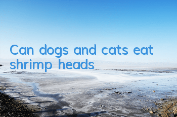 Can dogs and cats eat shrimp heads?