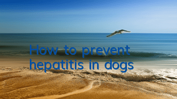 THow to prevent hepatitis in dogs