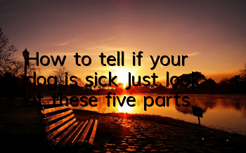 How to tell if your dog is sick? Just look at these five parts