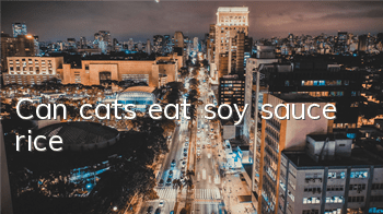 Can cats eat soy sauce rice?